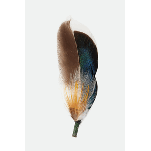 Brixton Hat Feather